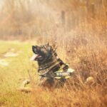 K9 Provisions