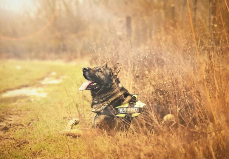 K9 Provisions